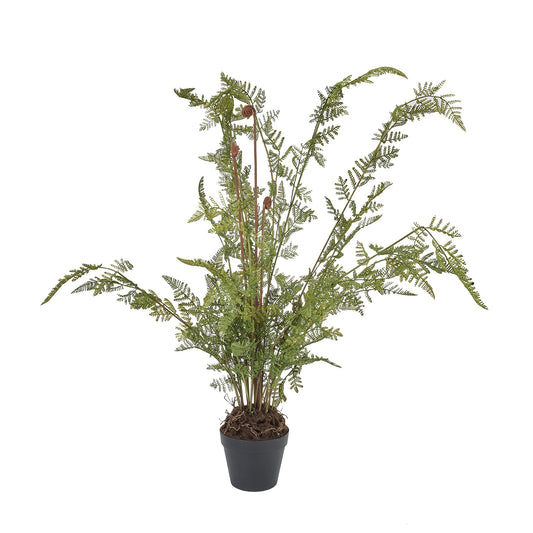 Large Tall Black Potted Fern